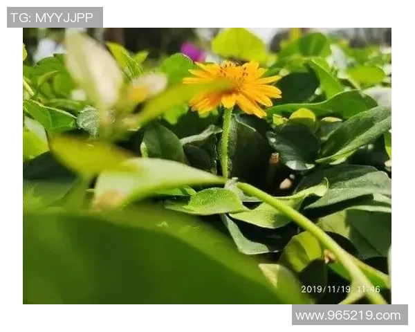 十五运365天365人｜张蕊：让每一个生命都精彩开放